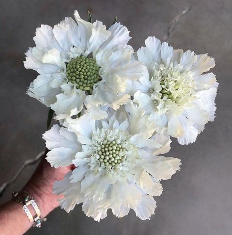 Scabiosa Bouquet, White Scabiosa Flower, White Scabiosa, Scabiosa Pods, Cut Flower Farm, Cascade Bouquet, Veggie Garden, Flower Farm, Cut Flowers