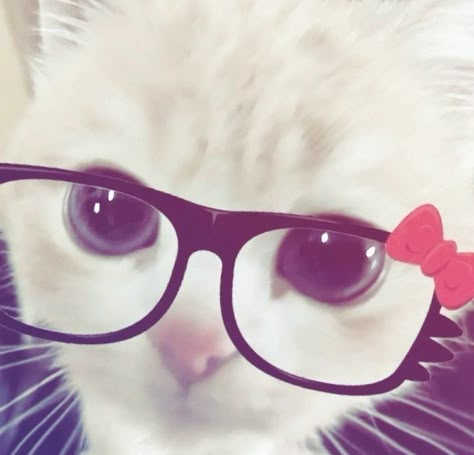 Goofy Cats Pfp, Silly Pfp :3 Cat, Cat With Glasses Pfp, Cvnty Y2k Pfp, 0.5 Cats, Cat Meme Pfp, Anime Pfp Cat, Kittens Pfp, Snapchat Pfp