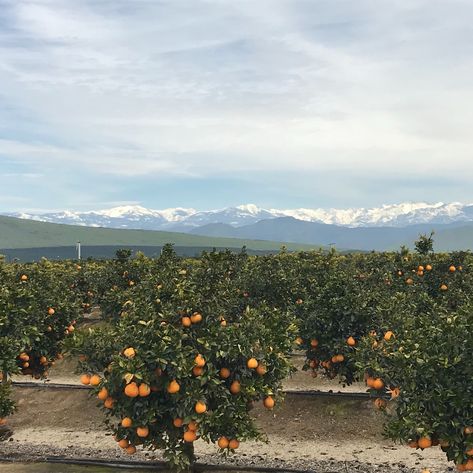 California Central Valley, Central Valley California, California Farm, Orange Farm, Valley Landscape, Dry Land, California Girl, Central California, Central Valley