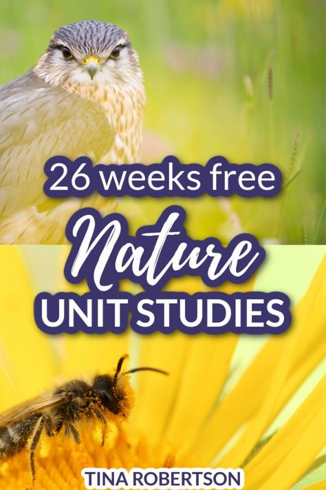 26 free nature unit studies for multiple ages. Easy nature unit studies as a way to make science come alive. Nature unit studies not only revive burn out in students, but they’re cost effective and memorable. CLICK HERE to grab 26 free homeschool nature unit studies for multiple ages that can easily be used for a year as free curriculum! Free Science Unit Studies, September Unit Studies, 2nd Grade Nature Activities, Preschool Science Curriculum, Flower Unit Study, Elementary Unit Studies, First Grade Unit Studies, Nature Studies, Bats Unit Study