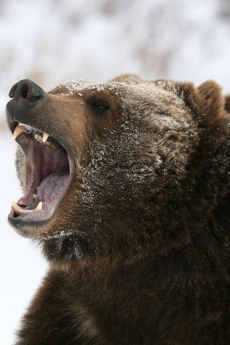 roaring bear Deadly Animals, Wild Kingdom, Grizzly Bear, Cute Bear, Animals Of The World, Black Bear, Brown Bear, 귀여운 동물, Spirit Animal