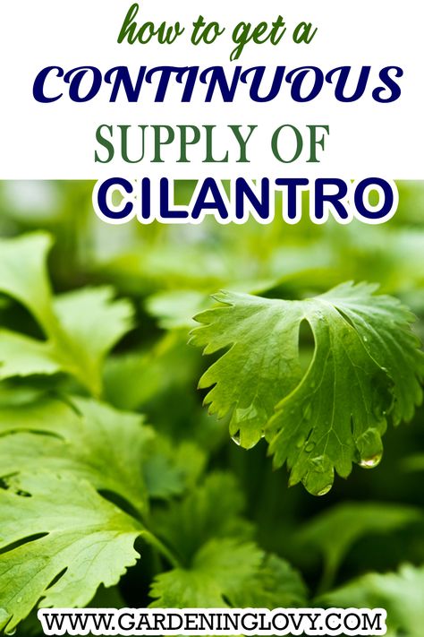 Beginners guide for growing Cilantro From Seeds How To Make Cilantro Last Longer, Harvesting Cilantro How To, How To Grow Cilantro Outdoors, How To Grow Cilantro From Scraps, Growing Cilantro From Scraps, How To Grow Cilantro Indoors, How To Grow Cilantro In A Pot, How To Plant Cilantro, Cilantro Growing Tips