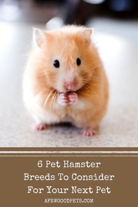 Different Types Of Hamsters, Types Of Hamster Breeds, Hamster Types, Types Of Hamsters, Winter White Hamster, Chinese Hamster, Hamster Breeds, Roborovski Hamster, Small Hamster