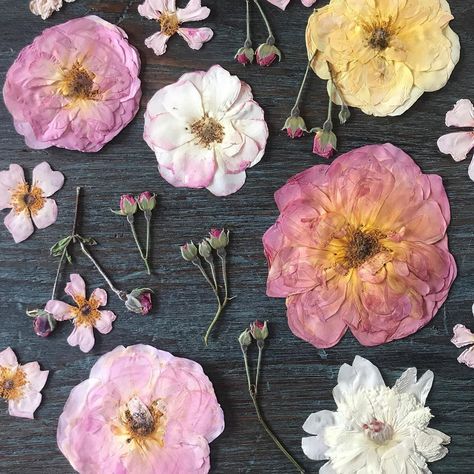 NYC Pressed Flowers on Instagram: “Just the beginning of pressing roses and peonies from my parent’s farm.... • • • • • #nofilter #pressedroses #roses #pressedflowers…” Nature, Pressed Peonies Flower, Pressed Peony Flower, Pressed Peonies, Pressing Roses, Pressed Roses, Gray Gardens, Flower Pressing, Roses And Peonies