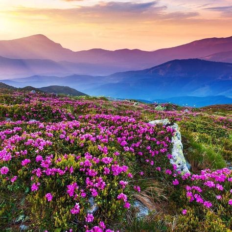 Valley Of Flowers Nature, Nanda Devi, Valley Of Flowers, Mountain Wallpaper, Historical Monuments, Rare Plants, Beautiful Mountains, Flower Images, Flower Field