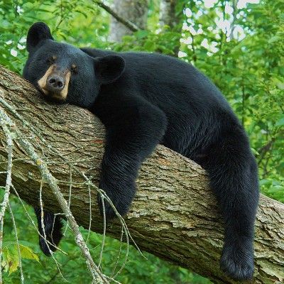 BEAR Black Bear Photos, Florida Black Bear, Black Bear Aesthetic, Black Bear Photography, Black Bear Pictures, Funny Bear Pictures, Black Bear Drawing, Pictures Of Bears, Bear In Woods