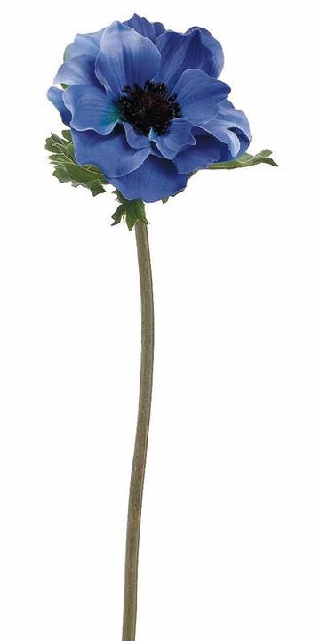 Blue Anemone Flower, Singular Flower, Flower Anemone, Blue Anemone, Single Flowers, One Flower, Anemone Flower, Flower Names, Arte Inspo