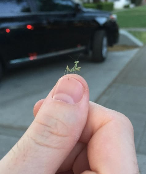 Tiny baby praying mantis Tiny Baby Animals, Tiny Animals, Cute Reptiles, Cute Small Animals, Baby Animals Pictures, Beautiful Bugs, Pretty Animals, Baby Animals Funny, Cute Animal Photos