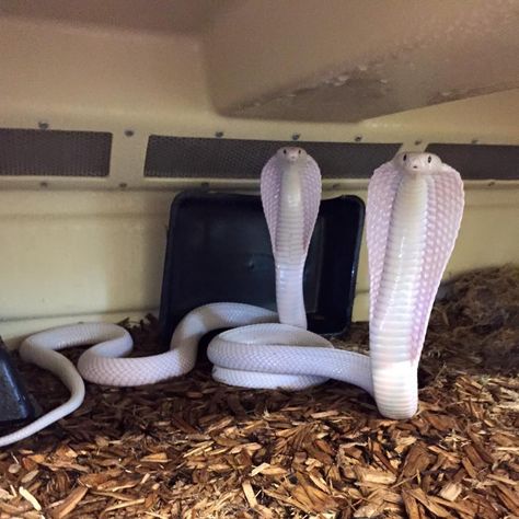 White Snakes, Rare Albino Animals, Snake Photos, Pretty Snakes, Albino Animals, Cute Reptiles, Cute Snake, Pet Snake, Beautiful Snakes