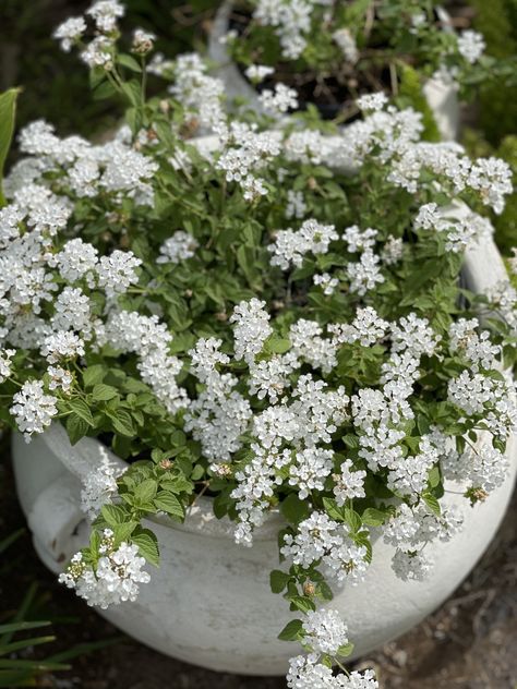 White Lantana White Lantana Landscape, Surf Cabin, White Veronica Flower, Supertunia Mini Vista White, White Lantana, White Petunias, Purple Lantana, Lantana Purple, Lantana Flower