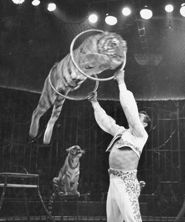 Partner Acrobatics, Circus Pictures, Haunted Circus, Circus Lion, Old Circus, Ringling Brothers, Circus Train, Lion Tamer, Pet Spa