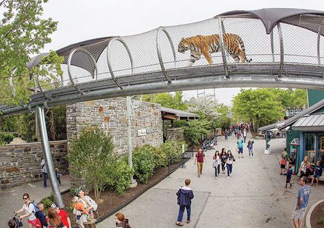 The Future of Zoos Cat Walkway, Tiger Zoo, Zoo Games, Tiger Walking, Zoo Architecture, Philadelphia Zoo, Zoo Park, Amur Tiger, Sumatran Tiger