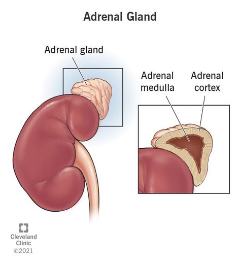 Adrenal Gland: What It Is, Function, Symptoms & Disorders Adrenal Gland Hormones, Multiple Endocrine Neoplasia, Adrenal Medulla, Congenital Adrenal Hyperplasia, Endocrine Glands, Abdominal Aorta, Adrenal Gland, Adrenal Cortex, Blood Pressure Symptoms