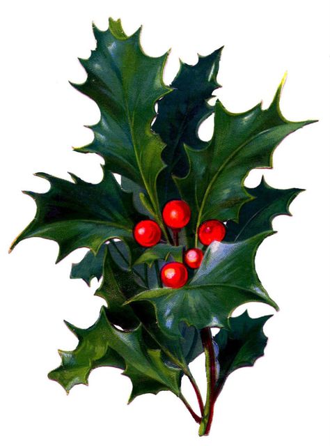 14 Christmas Holly Images! - The Graphics Fairy Christmas Holly Images, Tree Cupcakes, Holly Bush, Christmas Dessert, Christmas Graphics, Holly Berries, Victorian Christmas, Holly Leaf, Noel Christmas