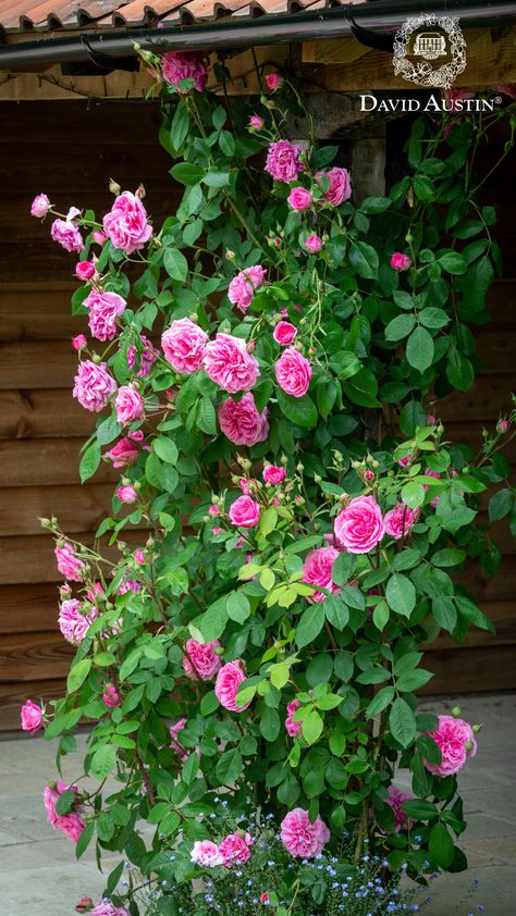 Transforming an ordinary pillar into a fragrant masterpiece is easy - simply cover it with a climbing or small rambling rose! Pillars provide ideal support for roses to climb and flourish, turning your simple structure into a stunning floral focal point. Climbing Rose On House, Best Climbing Roses, Roses Trellis, Rambling Roses, Gertrude Jekyll, Rambling Rose, Climbing Rose, Garden Arches, Porch And Balcony