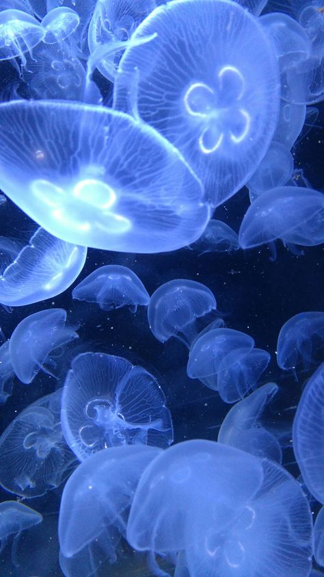 Jellyfish Pictures, Twitter Aesthetic, Jellyfish Photography, Photo Bleu, Wallpaper Animes, Aesthetic Images, Screen Wallpaper, Sea Animals, Blue Aesthetic