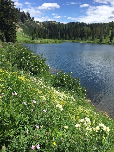 Wildflowers bloom by a calm lake in Utah. Print and other products available: redbubble.com/people/yemmyzimages/shop #utah #lake #windflowers #americana #americanlandscape #calm #pristine #water #nature #forest #flowers #photographicprint #canvasprint #artprint Lake Side Aesthetic, Utah Forest, Silver Lake Utah, Utah Lake, Utah Lakes, Tropical Art Print, American Landscape, Water Nature, Global City