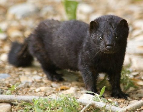 Black Mink Louisiana Animals, Mink Animal, Fisher Cat, Girls Closet, Baby Green, Black Animals, Eye Contact, African Safari, Black American