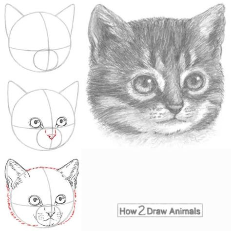 Kitten head drawing in graphite pencil Kitten Drawing Tutorial, Cats How To Draw, Kitten Art Drawings, How To Draw A Realistic Cat, How To Draw Kittens, How To Draw A Animal, How To Draw A Kitten, Cat Drawing Tutorial Step By Step, How To Draw A Cute Cat