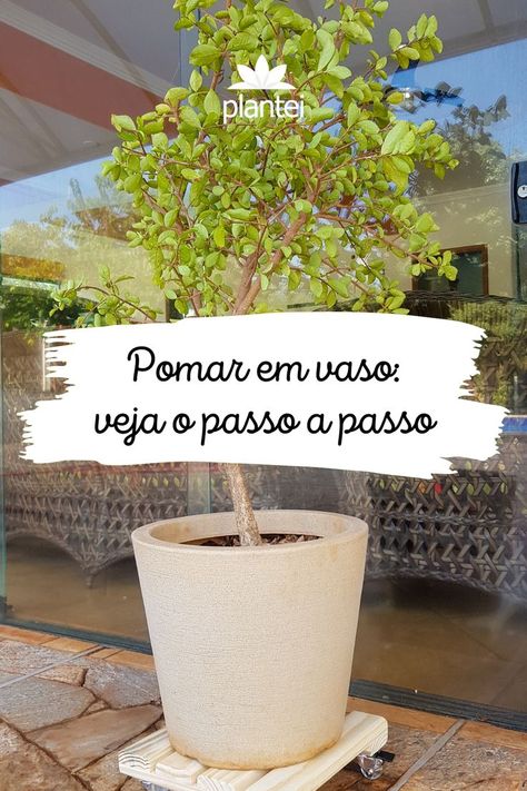 Faça um jardim de frutas utilizando vasos! Clique no pin e leia o artigo completo com as dicas de escolha do local e das mudas, como montar o vaso corretamente e outros cuidados. #jardimdefrutas #pomaremvaso #acerolaemvaso #blogdaplantei Plants