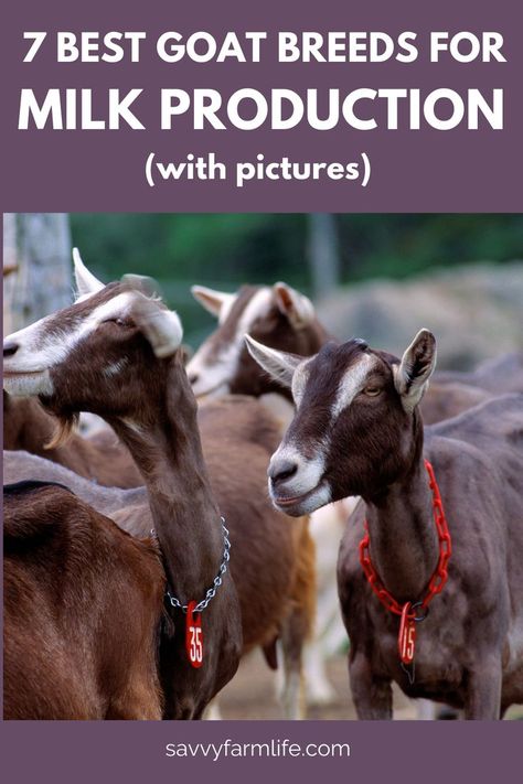 Want to raise goats for milk? Here are the best goat breeds to invest in: Raising Goats For Milk, Dairy Goats For Beginners, Best Goat Breeds For Milk, Goats For Milk, What Do Goats Eat, Goats On A Farm, Alpine Goats Dairy, Milk Goats, Goat Breeds