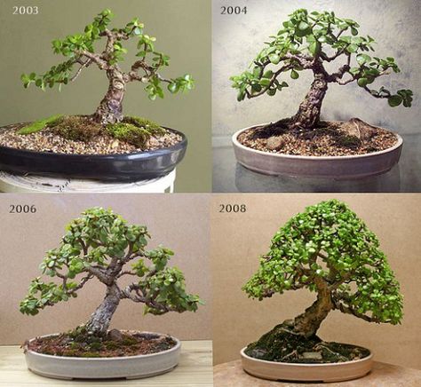 If you are keen to have a bonsai why not consider a succulent bonsai, they are easy to grow, can be grown indoors in the UK as they require warmth and they require less watering and can still produce the iconic shapes of bonsai trees as demonstrated by the Jade plant (Portulacaria) in the leading… Continue reading → Tree Training, Bonsai For Beginners, Jade Plant Bonsai, Bonsai Making, Bonsai Diy, Bonsai Pruning, Jade Bonsai, Bonsai Tree Types, Bonsai Tree Care