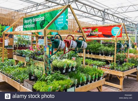 England, Surrey, Guildford, Wisley, The Royal Horticultural Society Garden, Plant Centre, Vegetable Plants for Sale Stock Photo Garden Centre Displays, Art Creative Ideas, Garden Center Displays, Plant Display Ideas, Vegetable Plants, Room Wall Painting, Farm Nursery, Iris Garden, Garden Nursery