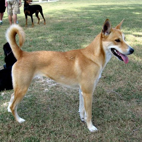 20 of the World's Rarest Dog Breeds | Outside Online American Dingo, Dingo Dog, Carolina Dog, Rare Dogs, Rare Dog Breeds, Dog Advice, Irish Terrier, Hybrid Dogs, Street Dogs