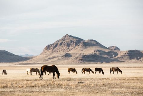 Photographing wild horses in Utah Life In America, Western Photography, Cowboy Aesthetic, Pony Express, Western Landscape, Gregory Peck, Wild Mustangs, Utah Usa, Western Aesthetic