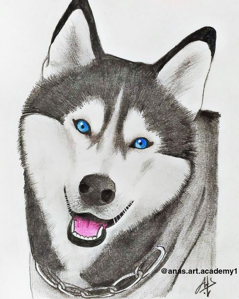 Show the vidéo in may YouTube Channel Anas Art Academy Husky Drawing Easy, Sketch Tutorial Step By Step, Golden Lab Puppy, Husky Drawing, Husky Faces, Draw A Dog, Golden Lab, Sketch Tutorial, Puppy Sketch