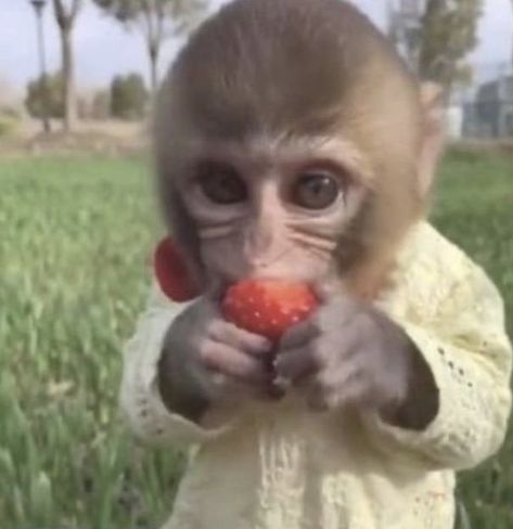 Monkey Aesthetic, Cute Monkey Pictures, Monkey Icon, Monkey Stickers, Funny Monkey, Cute Guy Pics, Spider Monkey, Monkey Pictures