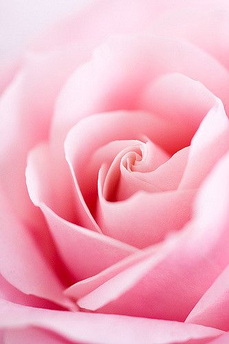 Rose | Flickr - Photo Sharing! Oc Family, Light Pink Roses, Couleur Rose Pastel, Nikon D3100, Coming Up Roses, Colorful Roses, Tickled Pink, English Roses, Love Rose