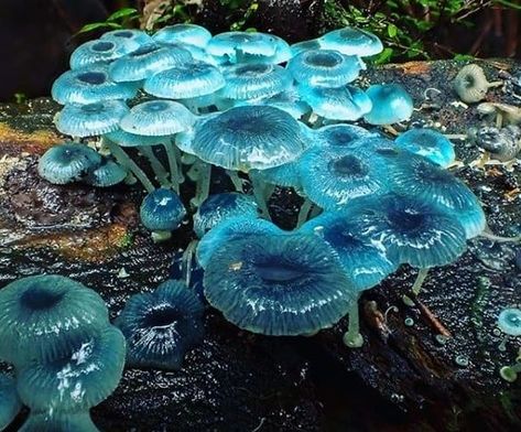 ScienceAlert on Instagram: “Wow! These eerie blue looking mushrooms commonly known as pixie's parasol (Mycena interrupta), were found in Australia's Tarra Bulga…” Cool Looking Mushrooms, Blue Fairytale Mushrooms, Dnd Plants, Mushroom Products, Caduceus Tattoo, Blue Mushrooms, Blue Mushroom, Mushroom Plant, Mushroom Pictures