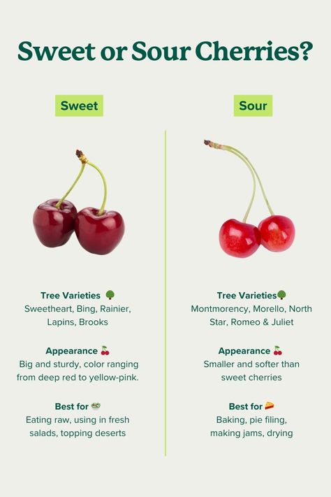 Cherry season is here! 🍒 Whether you like sweet cherries picked fresh off of the tree or sour cherries for jams and baking, you can grow cherry trees in your own back yard for the freshest fruit.    Get cherry trees delivered today → https://bit.ly/45jspas  #Gardening Growing Cherries, Sour Cherry Tree, Growing Cherry Trees, Cherry Types, Types Of Cherries, Rainier Cherries, Prune Fruit, Edible Gardening, Sour Cherries