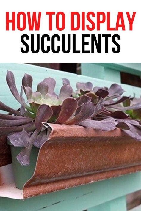 Succulent Display Ideas, Succulent Arrangements Diy, Rolling Pantry, Upcycled Planter, Play Cafe, Succulent Display, Stepping Stones Diy, Garden Frogs, Garden Globes