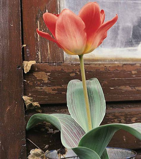 Adds appealing contrast and color! Tulip 'Sweet Lady' is short but highly visible with its soft peach-blossom-pink petals and yellow-tinged bronze base atop handsomely mottled leaves. The flowers, large in proportion to the plant's total height, up to 4 in. wide (10 cm), open wide in the full sun. 'Sweet Lady' will reliably bring sparkles to the garden in early - mid spring. Growing only 12 inches tall (30 cm), this tulip naturalizes easily and will come back year after year Lady Tulip, Open Tulip, Plants For Beginners, Perennial Grasses, Gardening Design, Christmas Rose, Sweet Lady, Traditional Garden, Plant Combinations