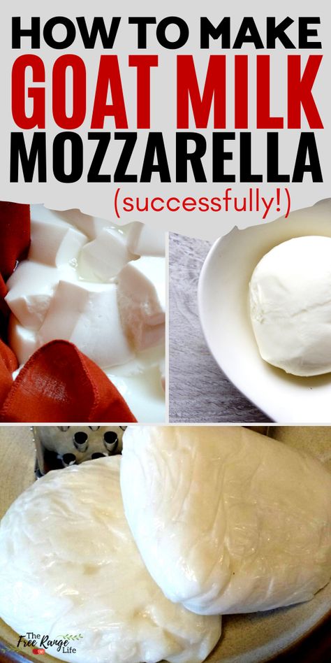 Goats Milk Mozzarella Cheese, Making Goat Cheese How To, Making Cheese From Goat Milk, Easy Goat Milk Recipes, How To Pasteurize Goat Milk, Goat Milk Butter Recipe, How To Make Goat Cheese At Home, What To Make With Goat Milk, Goat Milk Cheese Recipe