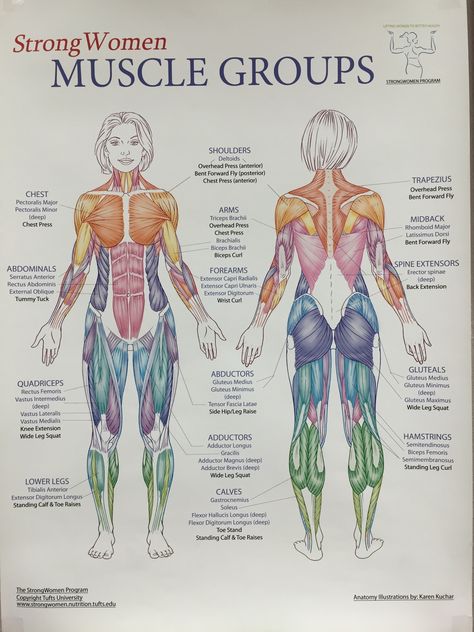 Muscles groups Body Muscle Anatomy, Punkty Spustowe, Muscles Workout, Human Muscle Anatomy, Basic Anatomy And Physiology, Yoga Anatomy, Human Body Anatomy, Muscle Anatomy, Human Anatomy Drawing