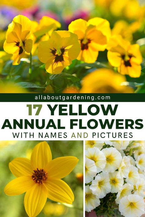 Yellow Flowers For Planters, Annual Flower Beds, Flower Planting Guide, Patio Flower Pots, Shade Annuals, Full Sun Annuals, Front Porch Plants, Small Flower Gardens, Flowers To Plant