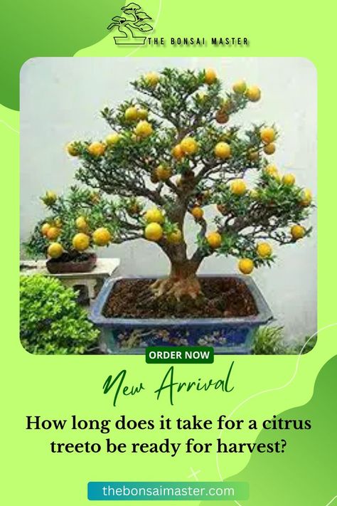 In general, most citrus trees will produce fruit within 3-5 years. This can vary depending on the specific variety of tree and how frequently it has been harvested in the past, but you should get a crop from most plants after this period. #bonsai_tree #bonsai_tree_for_sale #bonsai_tree_care #bonsai_tree_near_me #bonsai_tree_bonsai #how_to_grow_bonsai_tree How To Grow Bonsai, Bonsai Fruit Tree, Bonsai Trees For Sale, Bonsai Pruning, Bonsai Tree Care, Bonsai Care, Bonsai Soil, Bonsai Tools, Indoor Bonsai