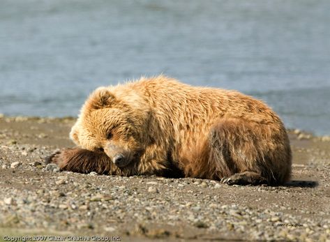 Sleeping bear Nature, Bear Laying Down Drawing, Benefits Of Napping, Alaskan Bear, Bear Baby Shower Theme, Bear Images, Sleeping Bear, Brown Bears, Stay Awake