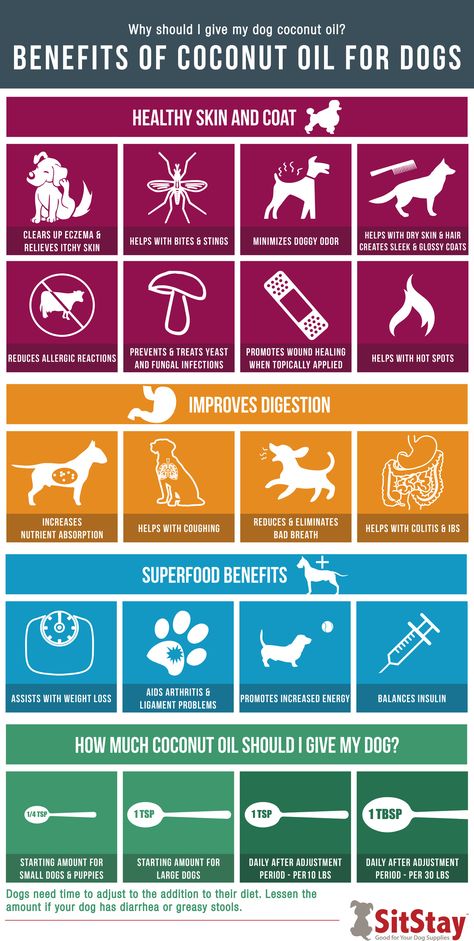 Why should you give your dog coconut oil? Because of all the amazing benefits! See our blog to get your free printable infographic will all of the amazing benefits listed. Dog Coconut Oil, Benefits Of Coconut, Coconut Oil For Dogs, Dog Remedies, Dog Insurance, Dog Health Tips, Oils For Dogs, 강아지 그림, Benefits Of Coconut Oil