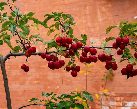 10 trees to espalier: the best ornamentally-trained trees | Pear Tree Espalier, Espalier Plum Tree, Espalier Mulberry Tree, Espalier Fruit Trees Wall, Espalier Raspberries, Espalier Pomegranate Tree, Espalier Fruit Trees In Pots, Espellier Fruit Tree, Espaliered Fruit Tree