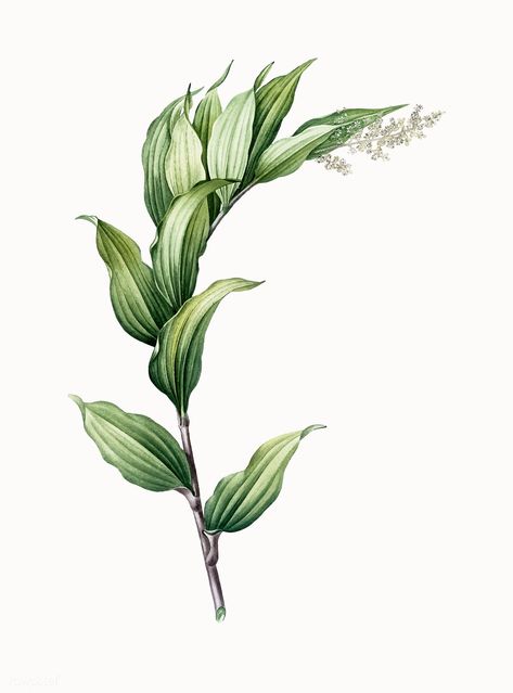 Vintage Illustration of Treacleberry | free image by rawpixel.com Flora Vintage Illustration, Plant Illustration Vintage, Vintage Herbal Illustrations, Scientific Plant Illustration, Scientific Illustration Vintage Plants, Anna Mason, Floral Texture, Botanical Illustration Vintage, Leaf Images