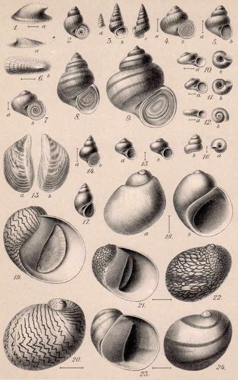 Snail Shell Tattoo, Shells Illustration, Shell Tattoo, Shell Tattoos, Sketches Of Love, Molluscs, Painted Shells, Snail Shell, Antique Illustration