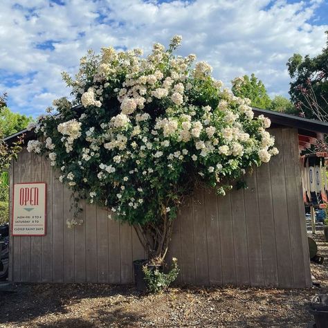 This beauty comes back bigger and more lovely each year 😍 ‘Sally Holmes’ Climbing Rose - available in 5gallon pots at the nursery 🌹