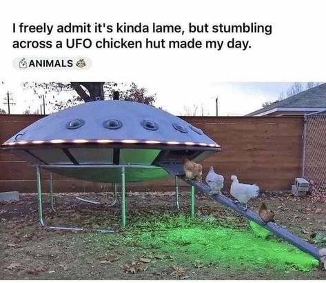 Made Up Creatures, Chicken Hut, Smile Makers, Funny Chicken, Made My Day, Funny Animal Memes, Animal Jokes, Chickens Backyard, Animal House