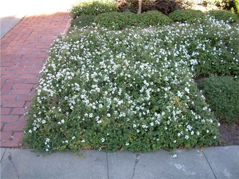 lantana montevidensis white - sun/ls, 6"-12"x2', avg moisture. PLANTED Oct 2012. bloomed all winter, ratty in may. Only sporadic parts left by summer 2014. May be snuffed out by the Blue Daze. White Lantana, Trailing Lantana, Ground Covers, Drought Tolerant Landscape, Backyard Plants, Hillside Landscaping, Easy Backyard, Raised Planter, Plant Information