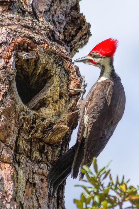 Pileated Woodpecker | Audubon Guide to North American Birds  5/1/20 In backyard Pilated Woodpecker, Ivory Billed Woodpecker, Woodpecker Art, Rotten Wood, Birds For Kids, North American Birds, Bird Reference, Pileated Woodpecker, Tree Swallow