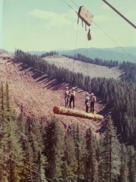 Logging Industry, Timber Logs, Sky Line, Logging Equipment, Sequoia Tree, Forestry Equipment, Old Trees, Big Tree, Lumberjack